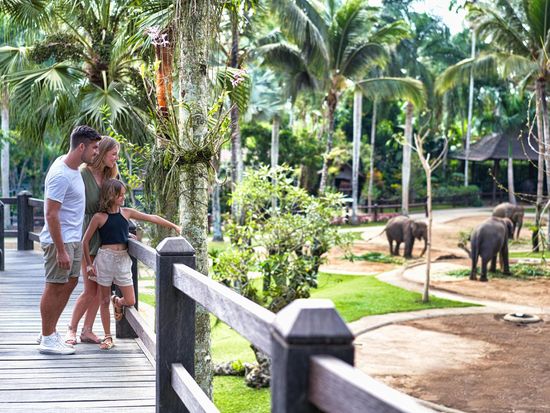 Mason Elephant Park Treetop Walk