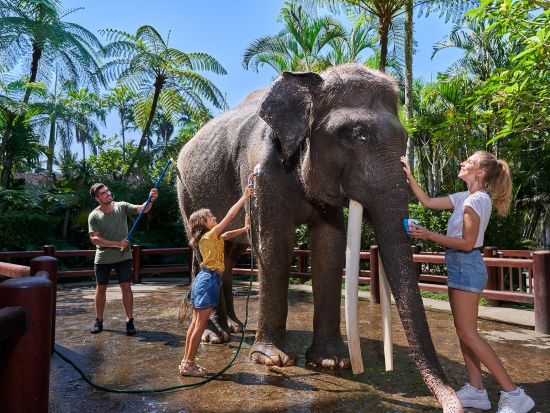 ジャンボウォッシュツアー！象洗い＆餌やり体験を通じて象と触れ合うエレファントケア体験＜バリ発／昼食付き／ホテル送迎付き／英語＞