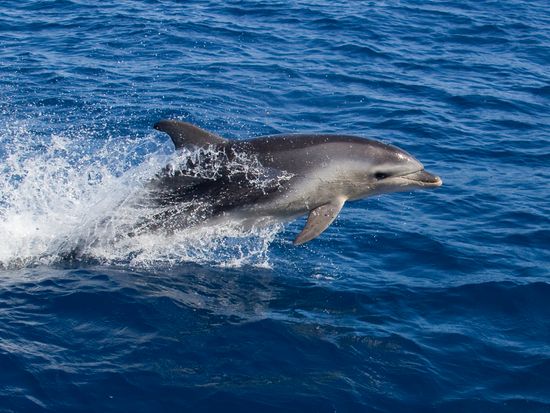 Dolphin from Wineglass Bay Cruises