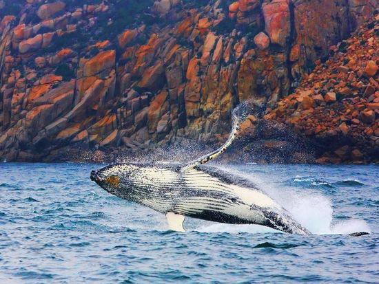 Whale from Wineglass Bay Cruises