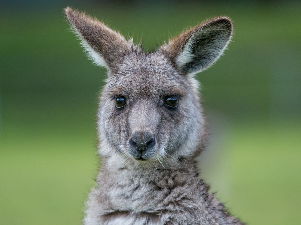 Autopia - Australian Wildlife Kangaroo