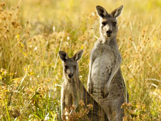 Autopia - Kangaroos in the wild