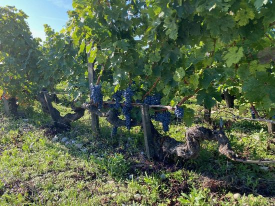 現地日本人ワイン専門ガイドがご案内！サン・テミリオン、ポムロール、メドック地区を巡る＜貸切／定員4名／日本語／ボルドー発着＞