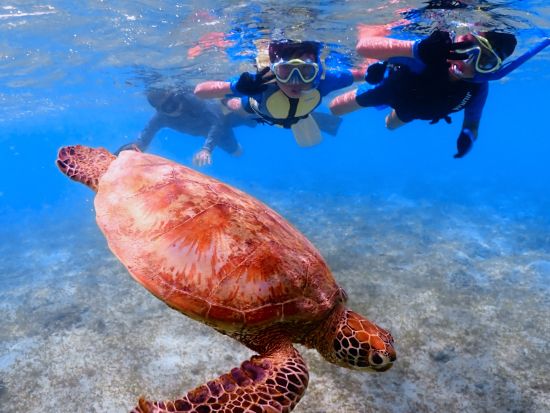 早朝海亀ツアー 高確率でウミガメと泳ぐ感動体験 初心者OK＆透明度抜群の海を満喫♪＜4月～9月開催／宮古島＞