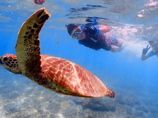 早朝海亀ツアー 高確率でウミガメと泳ぐ感動体験 初心者OK＆透明度抜群の海を満喫♪＜4月～9月開催／宮古島＞