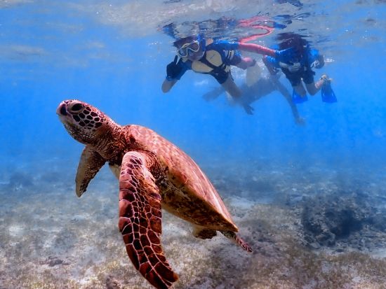 早朝海亀ツアー 高確率でウミガメと泳ぐ感動体験 初心者OK＆透明度抜群の海を満喫♪＜4月～9月開催／宮古島＞