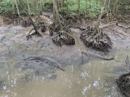【ユネスコ保護区を訪問】マングローブの森探検とクルーズ体験　＜日本語ガイド＆昼食付き＞