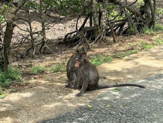 【ユネスコ保護区を訪問】マングローブの森探検とクルーズ体験　＜日本語ガイド＆昼食付き＞