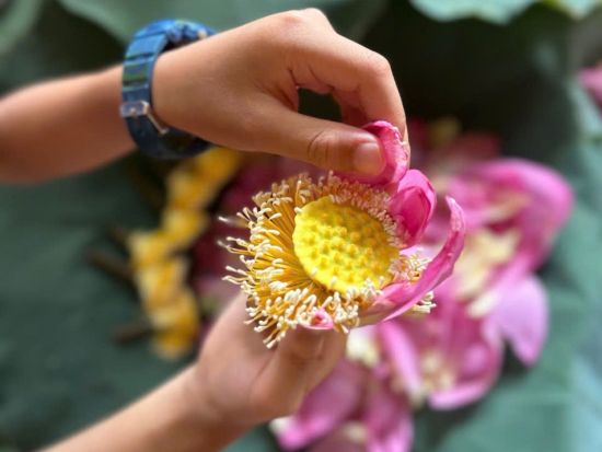 【6～7月限定】ハノイ蓮三昧ツアー　蓮の花鑑賞＆蓮茶作り体験＆蓮料理ランチ ＜午前／日本語ガイド／アオザイレンタル可＞