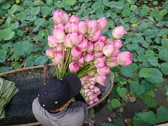 【6～7月限定】ハノイ蓮三昧ツアー　蓮の花鑑賞＆蓮茶作り体験＆蓮料理ランチ ＜午前／日本語ガイド／アオザイレンタル可＞