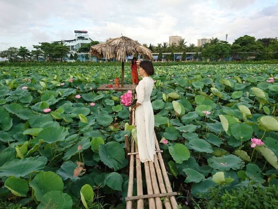 【6～7月限定】ハノイ蓮三昧ツアー　蓮の花鑑賞＆蓮茶作り体験＆蓮料理ランチ ＜午前／日本語ガイド／アオザイレンタル可＞