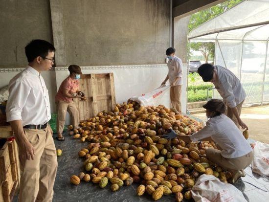 チョコレートができるまでを体感！カカオ農園＆工房見学とBBQランチ＜日本語ガイド＆昼食付き＞