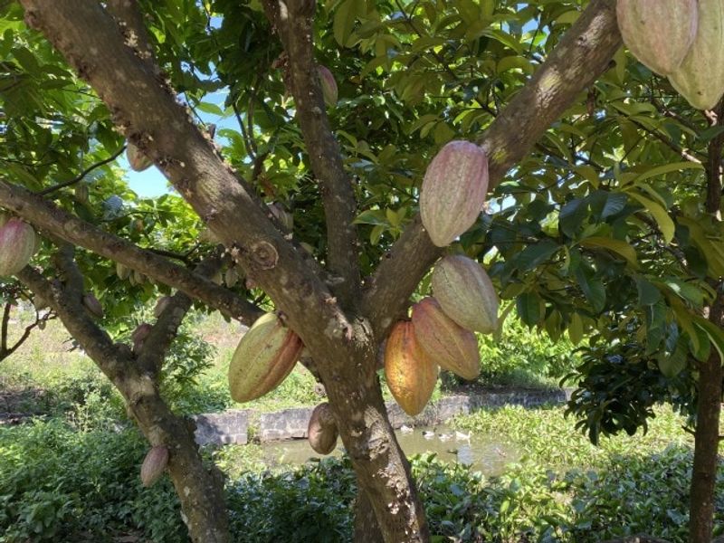 Tr00100420200708130800862