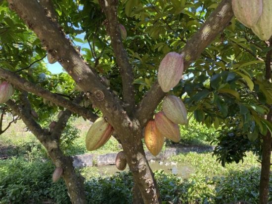 チョコレートができるまでを体感！カカオ農園＆工房見学とBBQランチ＜日本語ガイド＆昼食付き＞