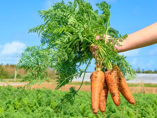 津堅島ファーム8