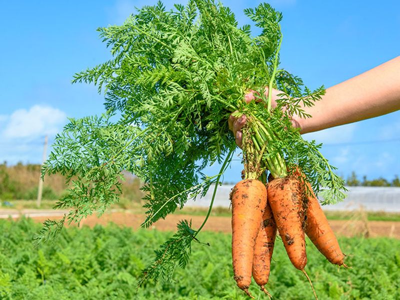 津堅島ファーム8