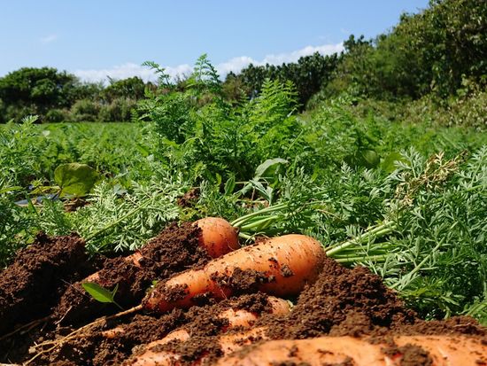 津堅島ファーム3