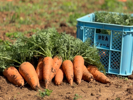 津堅島ファーム