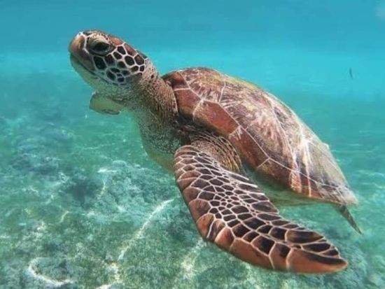 シュノーケリング プエルトモレロス1日ツアー 器材レンタル＆ビーチクラブ利用付き！カリブの珊瑚礁「メソアメリカンバリアリーフ」で泳ぐ＜日本語ガイド／カンクン発＞