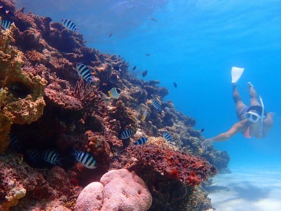 話題の“あの有名人”も上陸。「幻の島」上陸＆シュノーケリング！ウミガメ・サンゴを探索しよう！＜半日／送迎無料／初心者歓迎＞＜泳ぐ人も泳がない人も＞