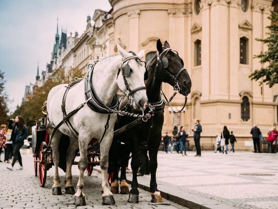 prague-czech-republic-two-horses-in-old-fashione-2026-01-09-06-27-01-utc