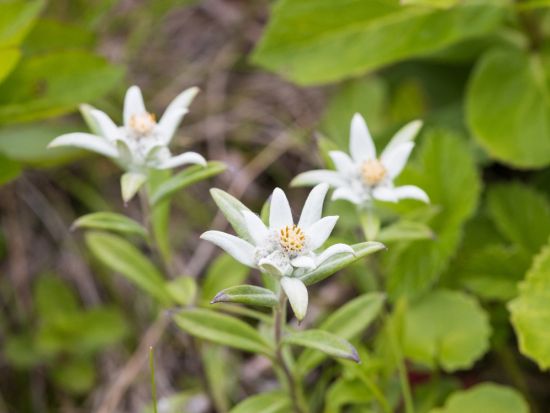 【1泊2日】奥テレルジの大自然を満喫！フラワーハイキング＆星空観察＆モンゴル文化体験　トメンハーンリゾートのゲルキャンプ宿泊＜日本語ガイド／ウランバートル発＞