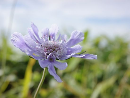 【1泊2日】奥テレルジの大自然を満喫！フラワーハイキング＆星空観察＆モンゴル文化体験　トメンハーンリゾートのゲルキャンプ宿泊＜日本語ガイド／ウランバートル発＞