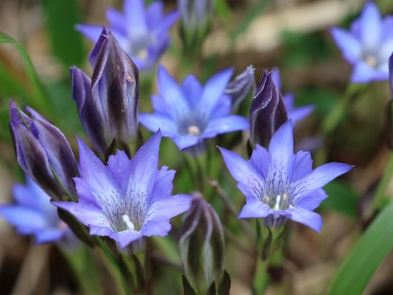 【1泊2日】奥テレルジの大自然を満喫！フラワーハイキング＆星空観察＆モンゴル文化体験　トメンハーンリゾートのゲルキャンプ宿泊＜日本語ガイド／ウランバートル発＞の写真2