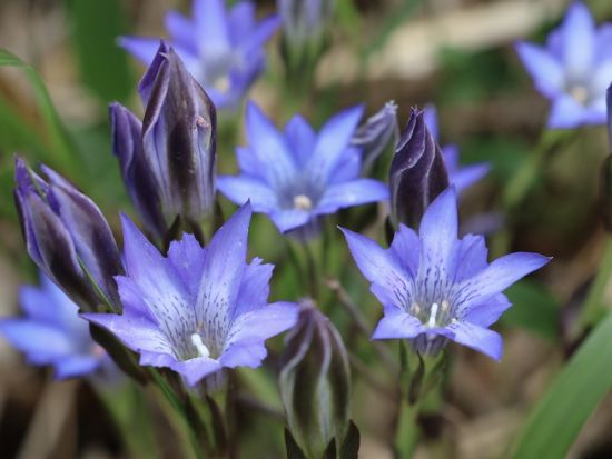 【1泊2日】奥テレルジの大自然を満喫！フラワーハイキング＆星空観察＆モンゴル文化体験　トメンハーンリゾートのゲルキャンプ宿泊＜日本語ガイド／ウランバートル発＞