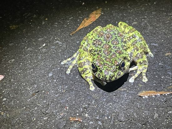 奄美大島 ナイトツアー 遭遇率95％のアマミノクロウサギと希少生物を探す夜の冒険＜約2時間半／送迎付＞