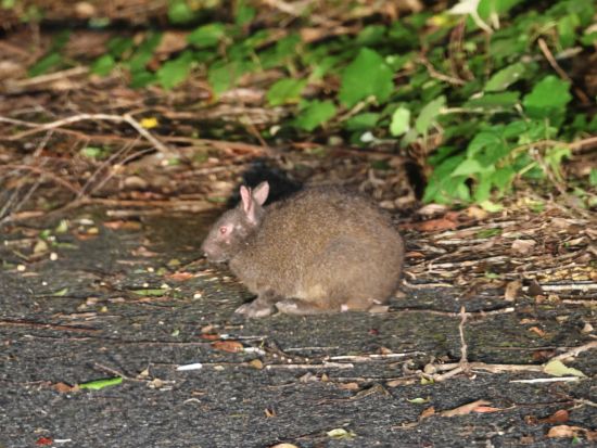 奄美大島 ナイトツアー 遭遇率95％のアマミノクロウサギと希少生物を探す夜の冒険＜約2時間半／送迎付＞
