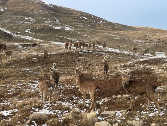 AZ_ Safari Park in Shamakhi