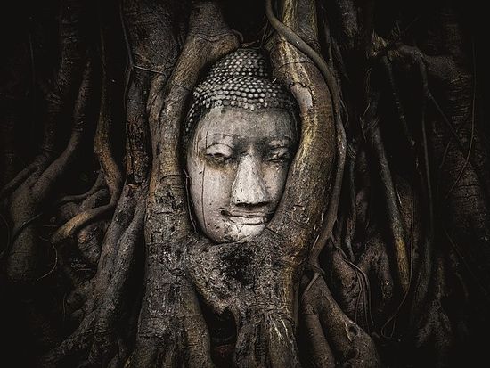 菩提樹の根に包まれた仏頭