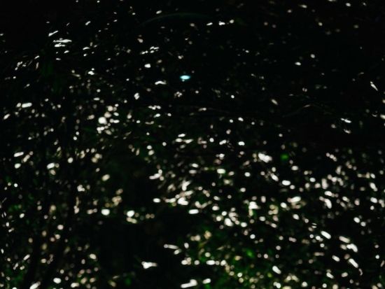 星結いの森フォトプラン〜天然のプラネタリウムと、神秘の森。 二つの表情に逢える特別な夜を一生の宝物に〜＜国頭村森林公園＞（旧：スターナイトフォトプラン）