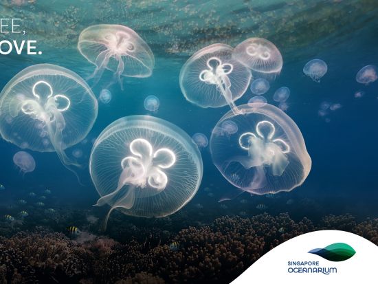 シンガポールオーシャナリウム入場チケット事前予約サービス　マンタとサメが泳ぐ圧巻水槽＆没入型展示を満喫＜セントーサ島＞