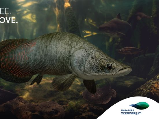 SGO_Arapaima_16x9_Static