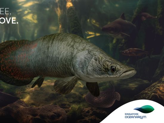 シンガポールオーシャナリウム入場チケット事前予約サービス　マンタとサメが泳ぐ圧巻水槽＆没入型展示を満喫＜セントーサ島＞