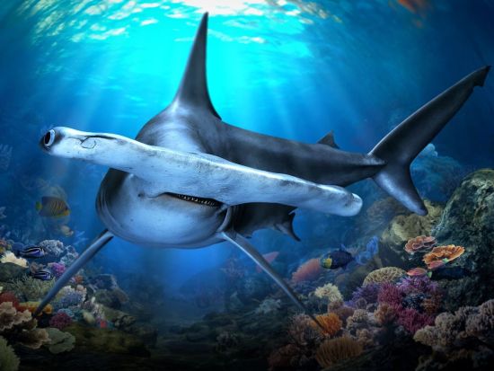 シンガポールオーシャナリウム入場チケット事前予約サービス　マンタとサメが泳ぐ圧巻水槽＆没入型展示を満喫＜セントーサ島＞
