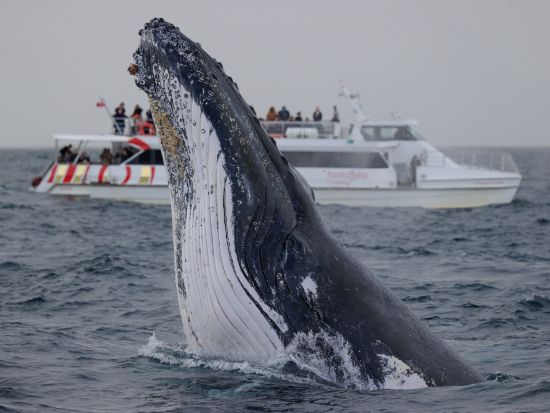 【2026年5月16日～11月15日】シドニー ホエールウォッチング＜午前・午後発／サーキュラーキーまたはダーリングハーバー発＞