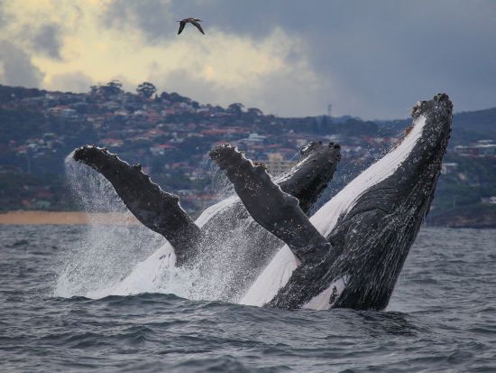 【2026年5月16日～11月15日】シドニー ホエールウォッチング＜午前・午後発／サーキュラーキーまたはダーリングハーバー発＞