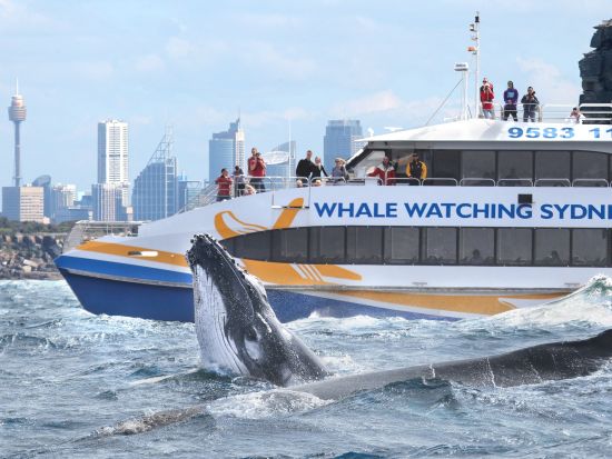 【2026年5月16日～11月15日】シドニー ホエールウォッチング＜午前・午後発／サーキュラーキーまたはダーリングハーバー発＞