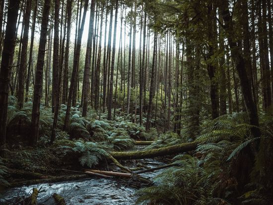 グレートオーシャンロードツアー　12使徒＆ロックアードゴージ＆レインフォレストウォーク ＜昼食付き／英語ガイド／メルボルン発着＞の写真4