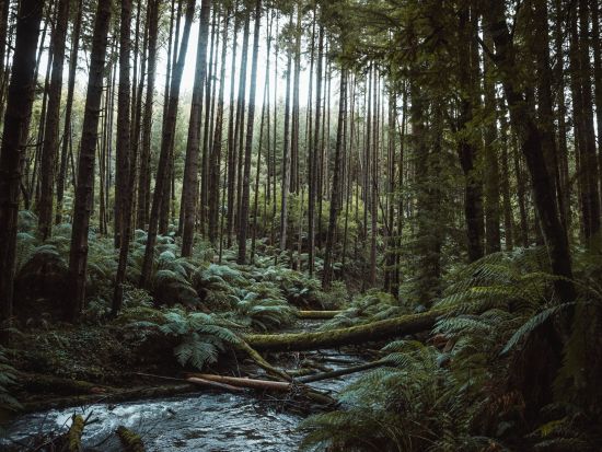 グレートオーシャンロードツアー　12使徒＆ロックアードゴージ＆レインフォレストウォーク ＜昼食付き／英語ガイド／メルボルン発着＞