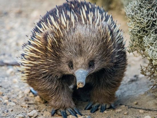 グレートオーシャンロードツアー　12使徒＆ロックアードゴージ＆レインフォレストウォーク ＜昼食付き／英語ガイド／メルボルン発着＞の写真5