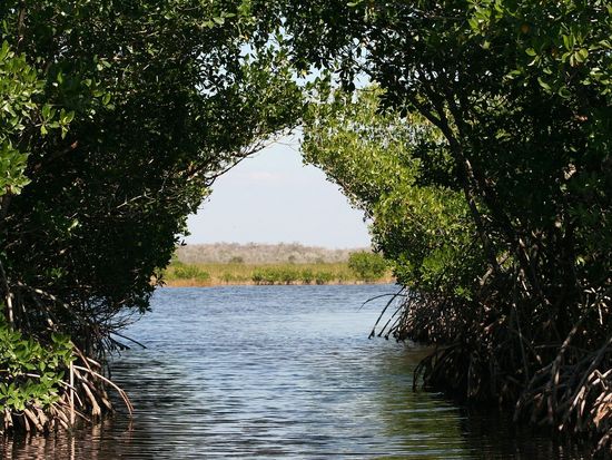 MangroveLembongan (4)
