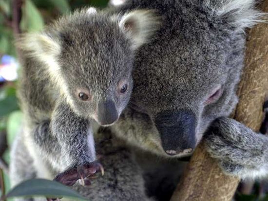 koala-baby