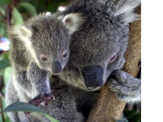ピナクルズ・サンセット＆星空鑑賞＋ランセリン砂丘 1泊2日ツアー＜日本人ガイド／貸切ツアー＞