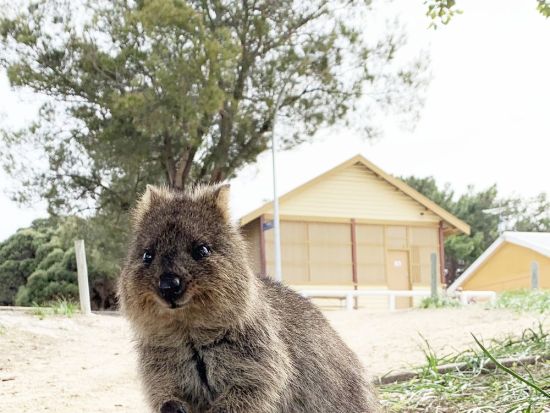 ロットネスト島＋フリーマントル観光 1泊2日ツアー＜日本人ガイド／貸切ツアー＞