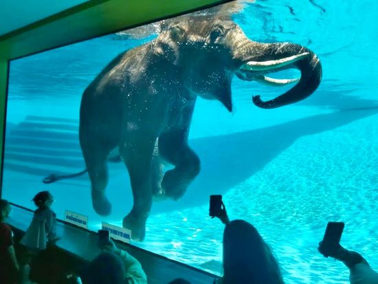 Khao Kheow Open Zoo 12