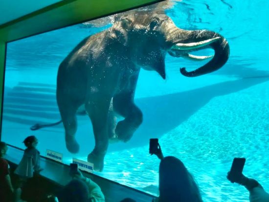 カオキアオ動物園入場券＆事前予約サービス ＜現地集合解散／パタヤ＞※即予約確定
